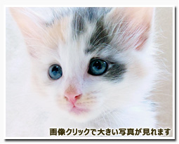 ノルウェージャンフォレストキャット