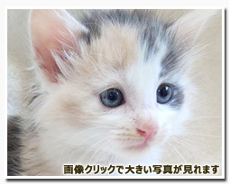 ノルウェージャンフォレストキャット