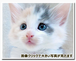 ノルウェージャンフォレストキャット