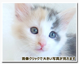 ノルウェージャンフォレストキャット