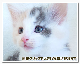 ノルウェージャンフォレストキャット