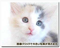 ノルウェージャンフォレストキャット