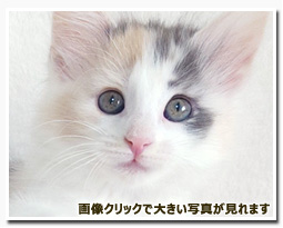 ノルウェージャンフォレストキャット