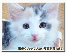 ノルウェージャンフォレストキャット