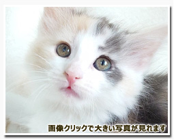 ノルウェージャンフォレストキャット