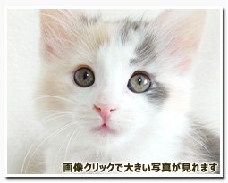 ノルウェージャンフォレストキャット