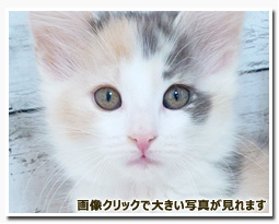 ノルウェージャンフォレストキャット