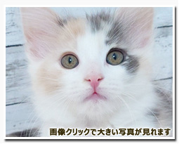 ノルウェージャンフォレストキャット