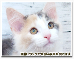 ノルウェージャンフォレストキャット