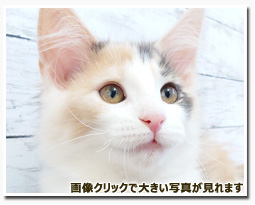 ノルウェージャンフォレストキャット