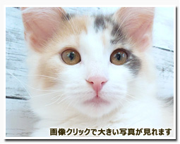 ノルウェージャンフォレストキャット