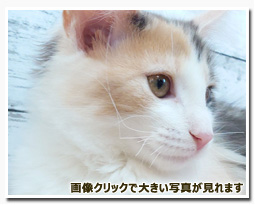 ノルウェージャンフォレストキャット