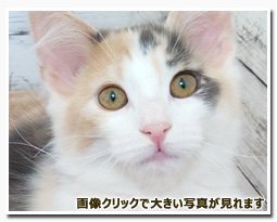 ノルウェージャンフォレストキャット