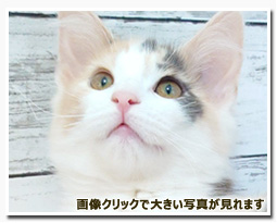 ノルウェージャンフォレストキャット