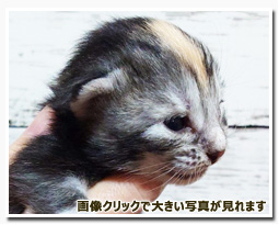 ノルウェージャンフォレストキャット