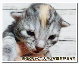 ノルウェージャンフォレストキャット