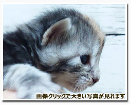 ノルウェージャンフォレストキャット