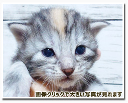 ノルウェージャンフォレストキャット