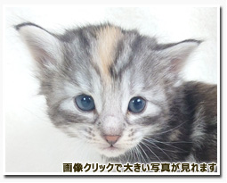 ノルウェージャンフォレストキャット