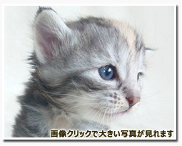 ノルウェージャンフォレストキャット