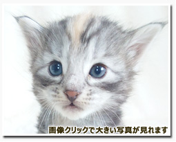 ノルウェージャンフォレストキャット