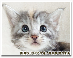 ノルウェージャンフォレストキャット