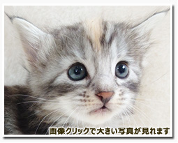 ノルウェージャンフォレストキャット