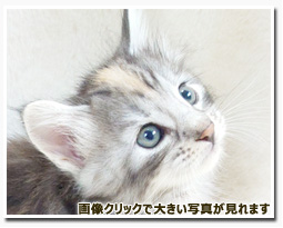 ノルウェージャンフォレストキャット