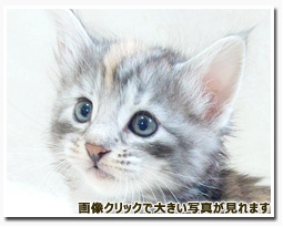 ノルウェージャンフォレストキャット