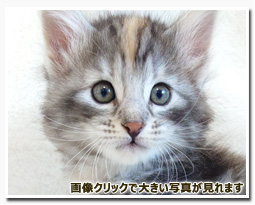 ノルウェージャンフォレストキャット