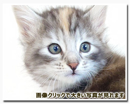 ノルウェージャンフォレストキャット