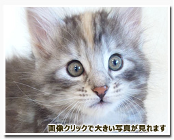 ノルウェージャンフォレストキャット