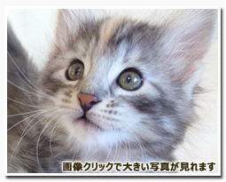 ノルウェージャンフォレストキャット