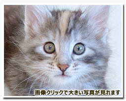 ノルウェージャンフォレストキャット