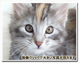 ノルウェージャンフォレストキャット