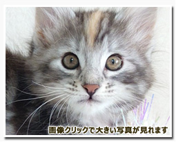 ノルウェージャンフォレストキャット