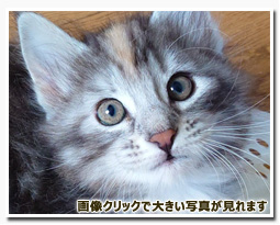 ノルウェージャンフォレストキャット