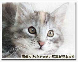 ノルウェージャンフォレストキャット