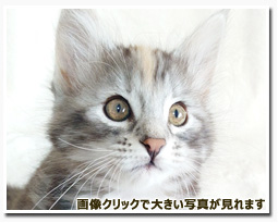 ノルウェージャンフォレストキャット