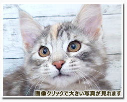 ノルウェージャンフォレストキャット