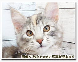 ノルウェージャンフォレストキャット