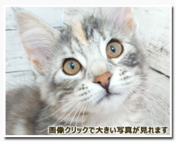 ノルウェージャンフォレストキャット