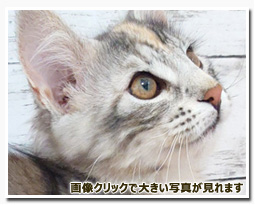 ノルウェージャンフォレストキャット