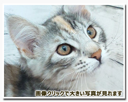 ノルウェージャンフォレストキャット