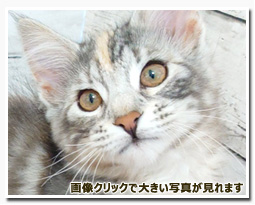 ノルウェージャンフォレストキャット