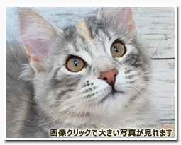 ノルウェージャンフォレストキャット