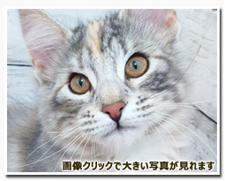 ノルウェージャンフォレストキャット