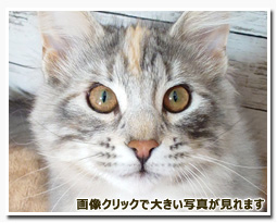 ノルウェージャンフォレストキャット