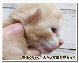 ノルウェージャンフォレストキャット