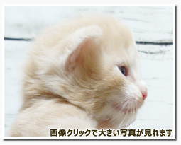 ノルウェージャンフォレストキャット